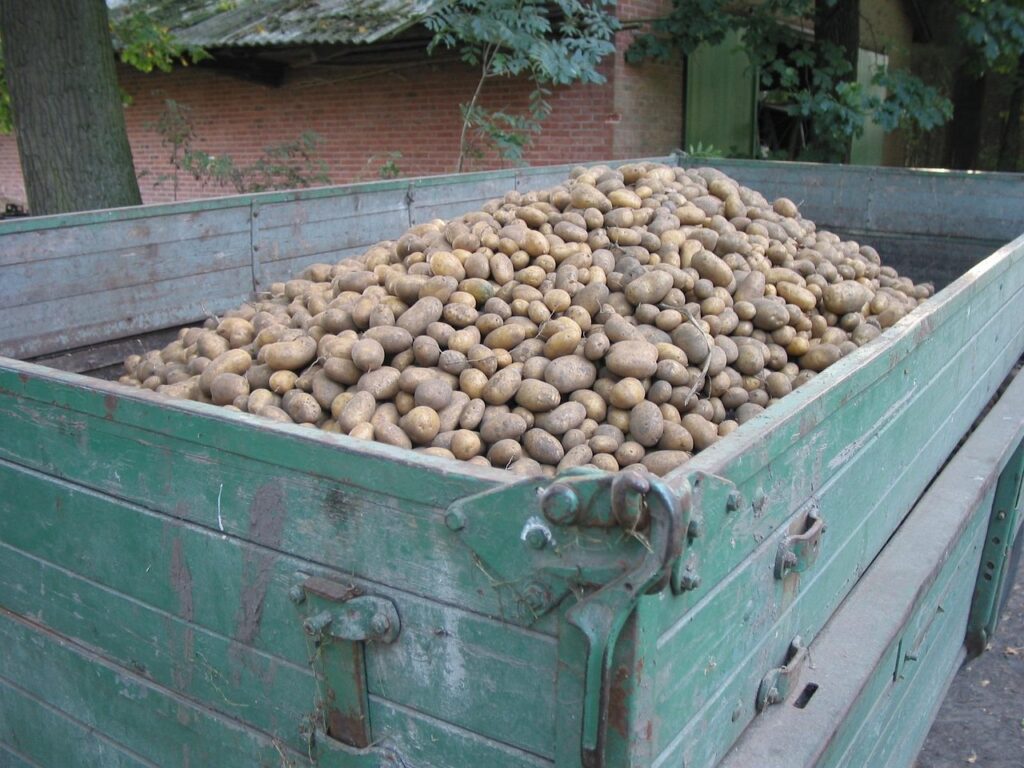 potatoes, potato harvest, agriculture, tractor