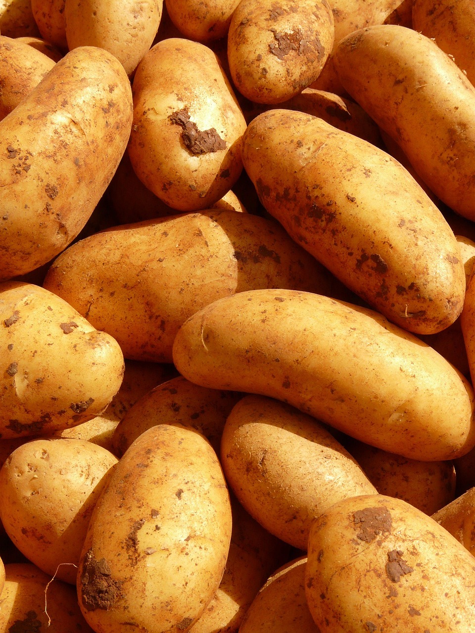 potatoes, vegetables, root vegetables, tuber, tuber crops, crops, harvest, produce, fresh produce, organic, fresh, agriculture, cultivation, food, farmer
