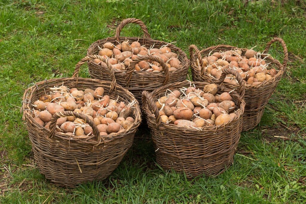 potato, basket, harvest, plant, potatoes, vegetable garden, nature, work, spring