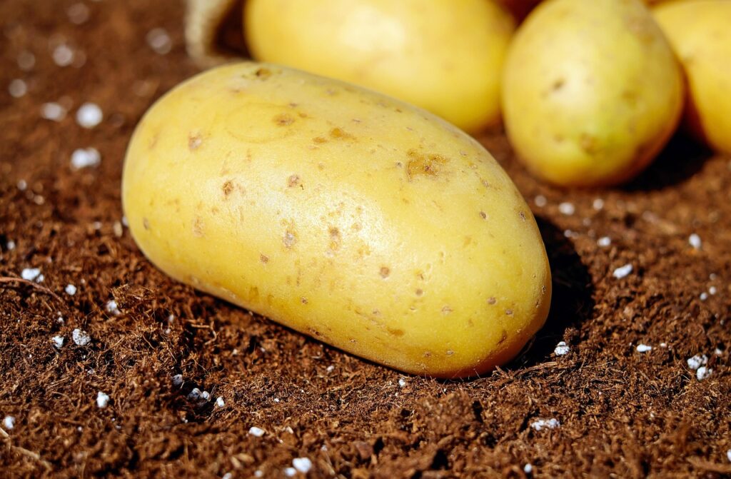 potatoes, vegetables, tuber, root vegetables, tuber crops, harvest, garden, nature, produce, organic, fresh, fresh potatoes, raw, raw potatoes
