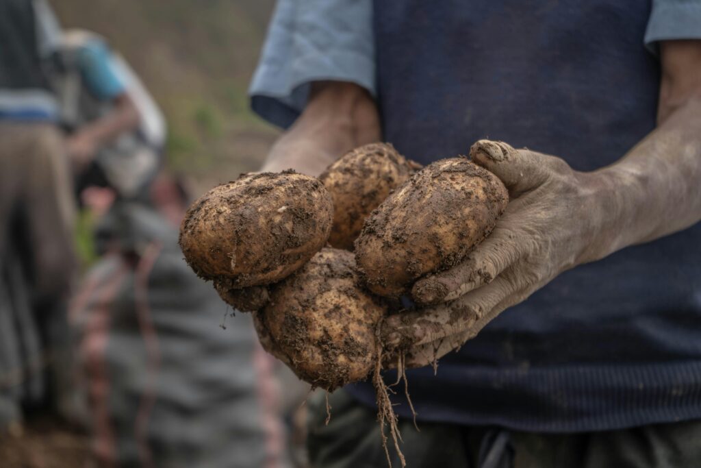 Close-up of a farmer holding freshly harvested potatoes outdoors in Peru.
