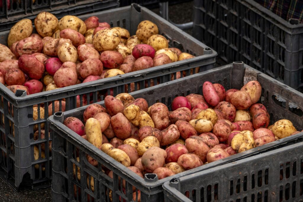 Freshly harvested red and yellow potatoes in plastic crates at a market.